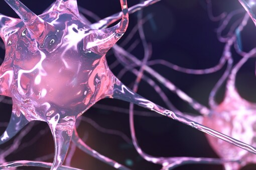 The study challenges previous research that suggested the Covid virus infects neurons in the membrane that lines the upper recesses of the nose. (Credits: Shutterstock)
