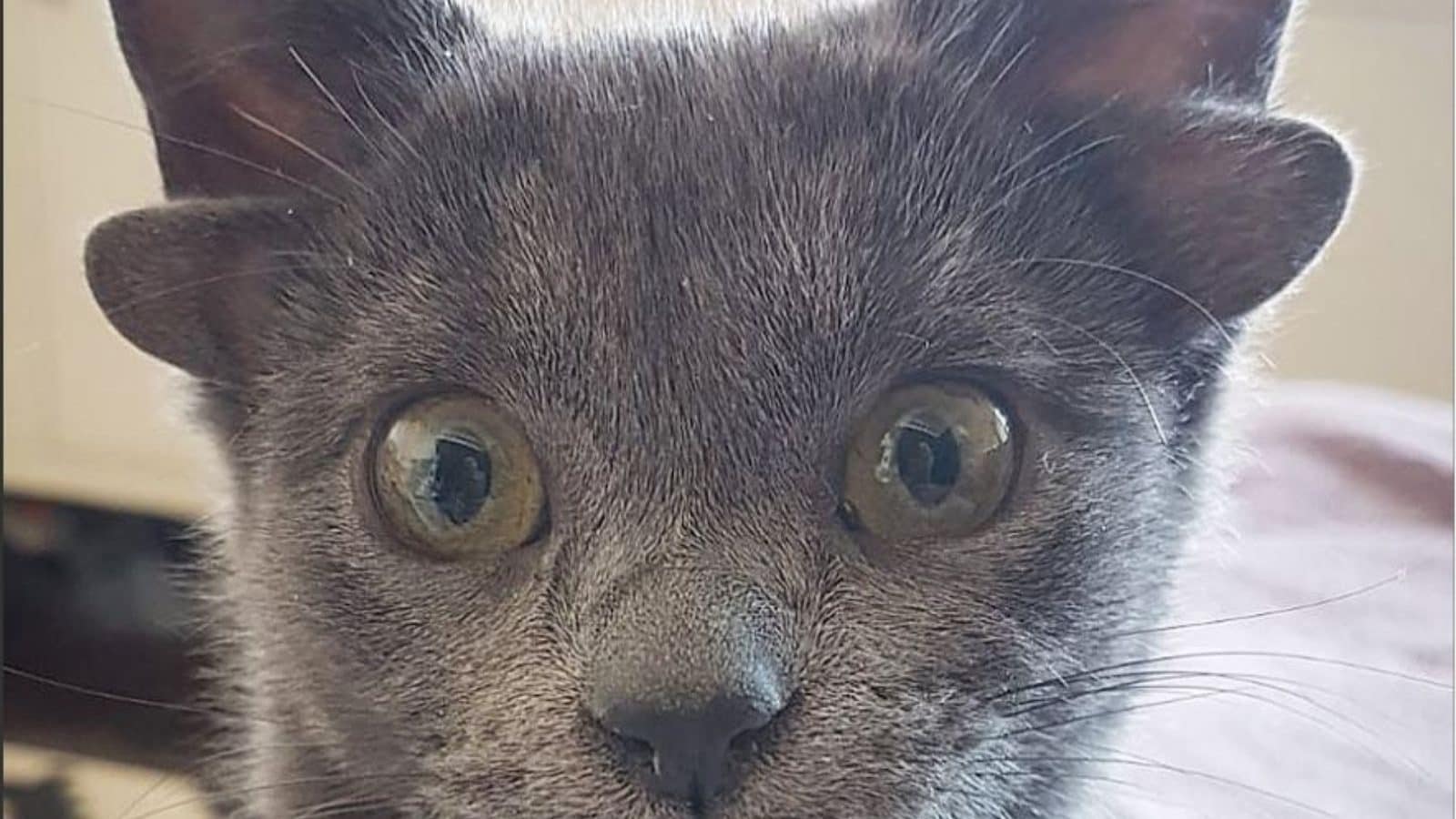 Cat With Four Ears From Turkey Instagram's Latest Feline Superstar