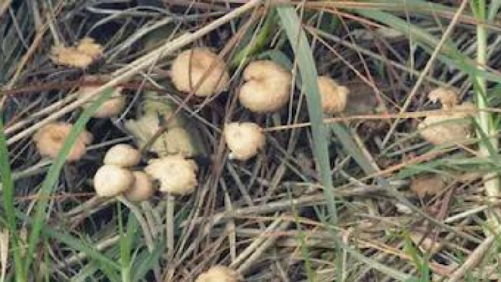Australian Researchers are Studying Magic Mushrooms for Anxiety Treatment
