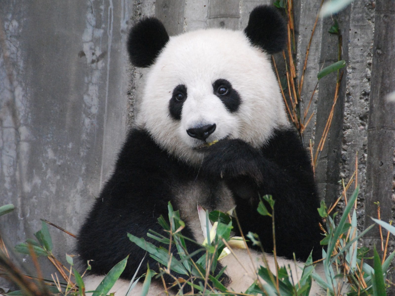 Baby panda makes debut – online – at National Zoo