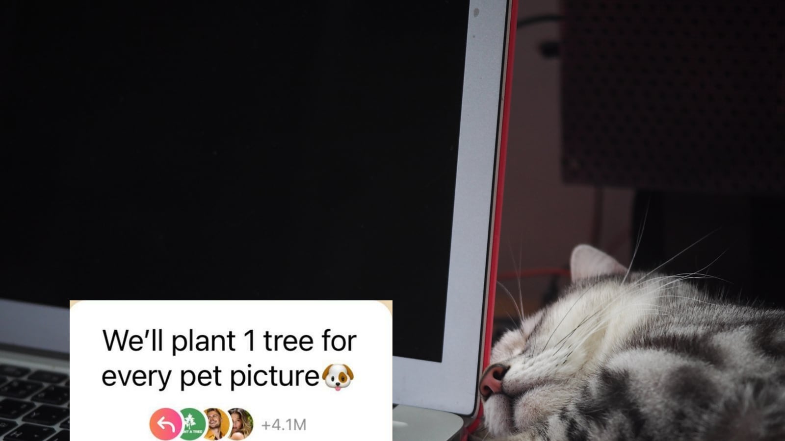 The Company Behind the Viral 'We'll Plant a Tree for Every Pet Photo
