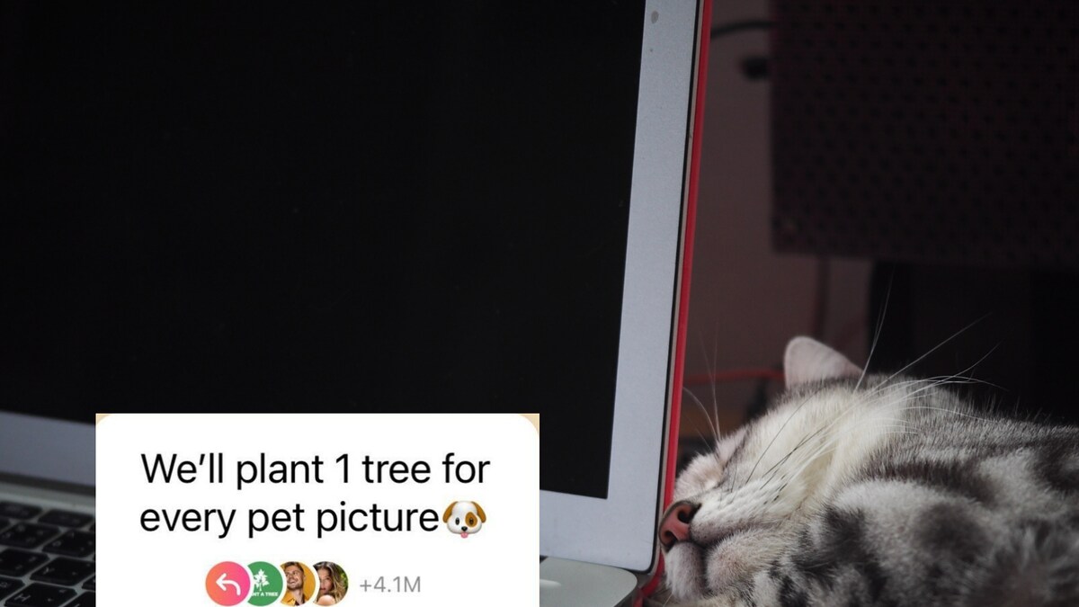 The Company Behind the Viral 'We'll Plant a Tree for Every Pet Photo