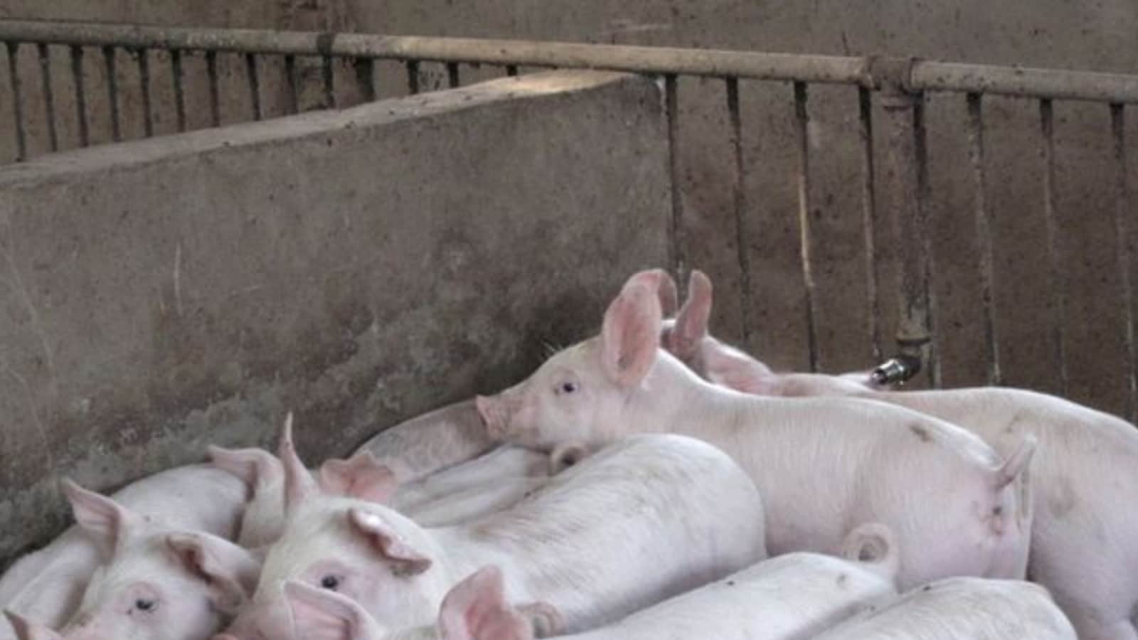 Chinese Researchers to Produce Animal Feed Protein from Carbon Monoxide ...