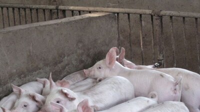 Chinese Researchers to Produce Animal Feed Protein from Carbon Monoxide ...