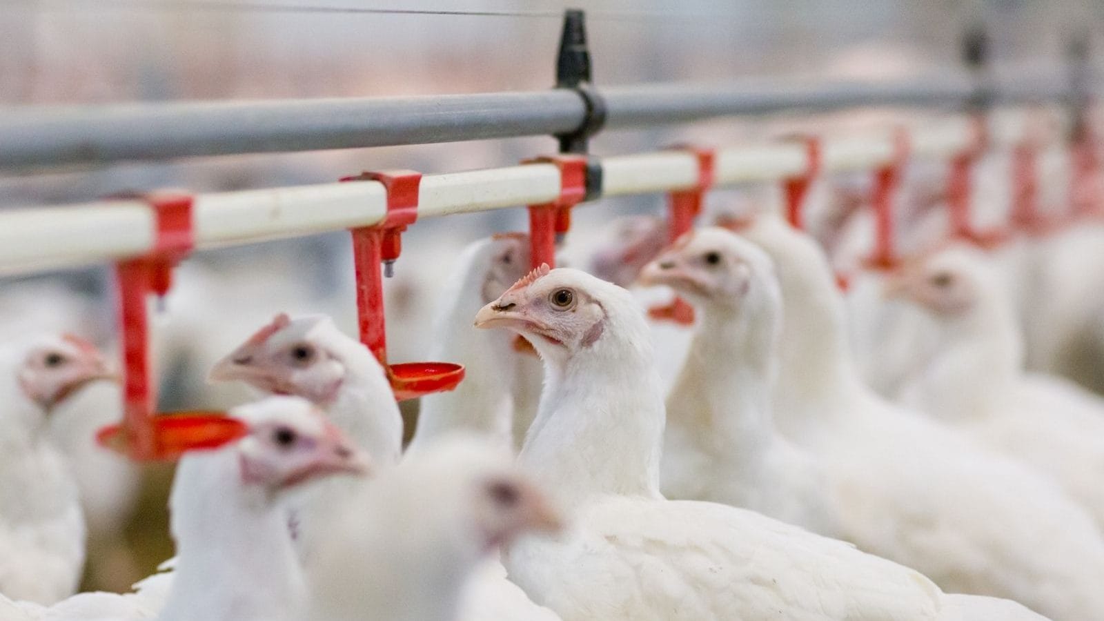 Odisha Poultry Farmer Claims 63 of His Chickens Died Due to 'Loud DJ Music'