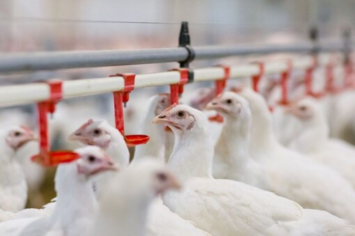 Bird Flu in Maharashtra: Around 100 Chickens Die in Thane Poultry Farm; 25,000 More to be Culled Bird Flu in Maharashtra: Around 100 Chickens Die in Thane Poultry Farm; 25,000 More to be Culled