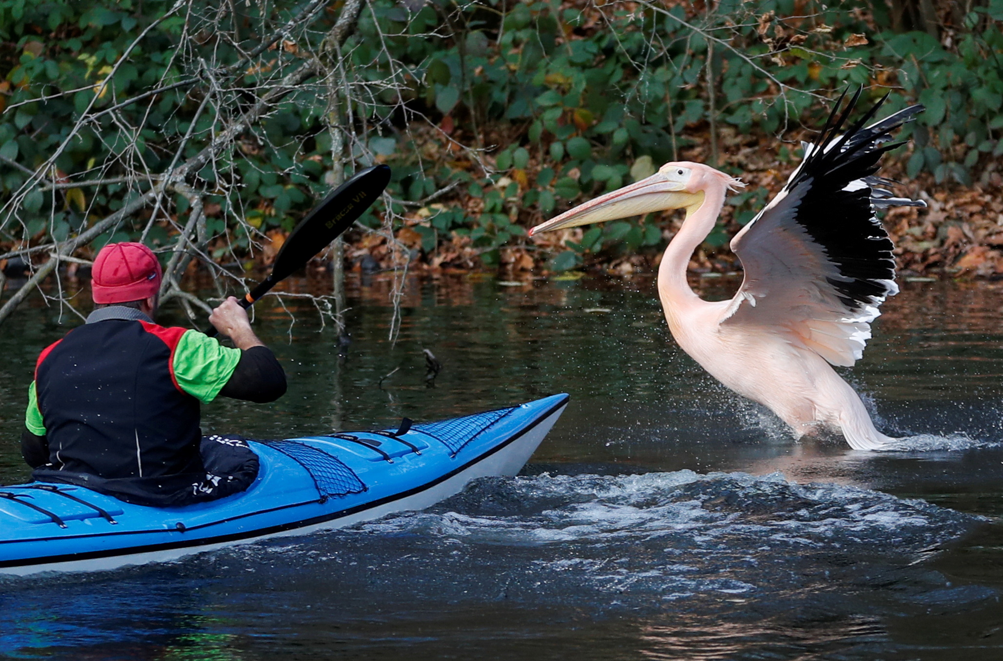 14. 5. A zoo keeper catches a pelican to move it to its winter enclosure at...