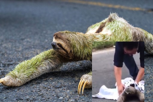 Sloth Gestures Gratefully at Man Who Helped it Cross Road, Internet Can't Get Over It Sloth Gestures Gratefully at Man Who Helped it Cross Road, Internet Can't Get Over It