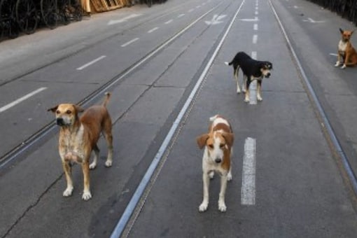 Cities like Bhopal, Indore and others in Madhya Pradesh have increasingly reported injuries and accidents caused in stray dog attacks. (Image for representation: Dibyangshu SARKAR/AFP)