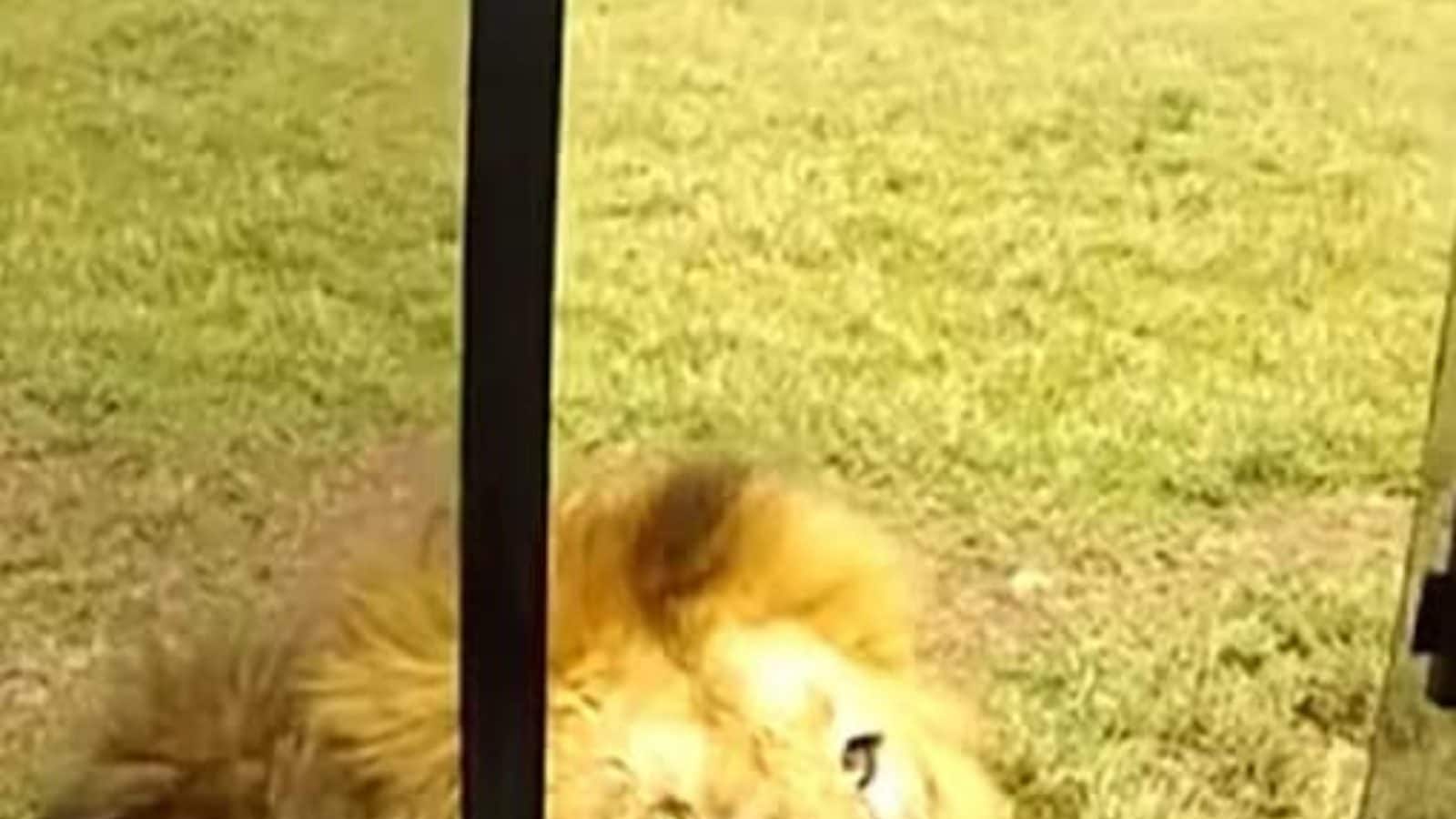 8-year-old Video Shows Tourist Touching Lion in Tanzania, And Then…