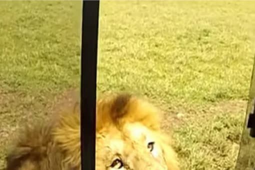 8-year-old Video Shows Tourist Touching Lion in Tanzania, And Then...