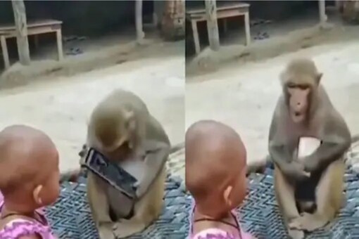 In Viral Video, Monkey and Baby Girl Snatch Mobile Phone From Each Other In Viral Video, Monkey and Baby Girl Snatch Mobile Phone From Each Other