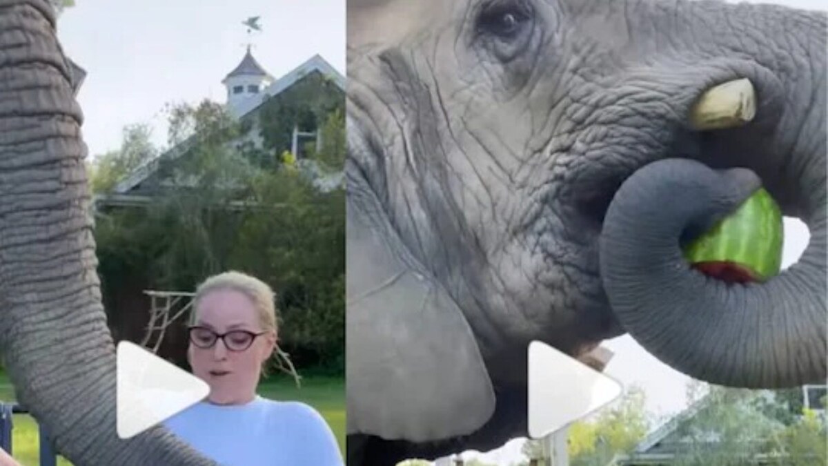 Video: This Elephant Stealing Watermelon From Woman is Your Daily Dose of 'Adorable'