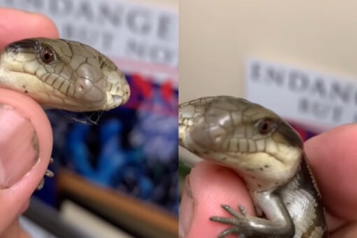 The lizard was named Lucky, and it has been receiving the best care from experts at the reptile park. (Credits: Instagram)