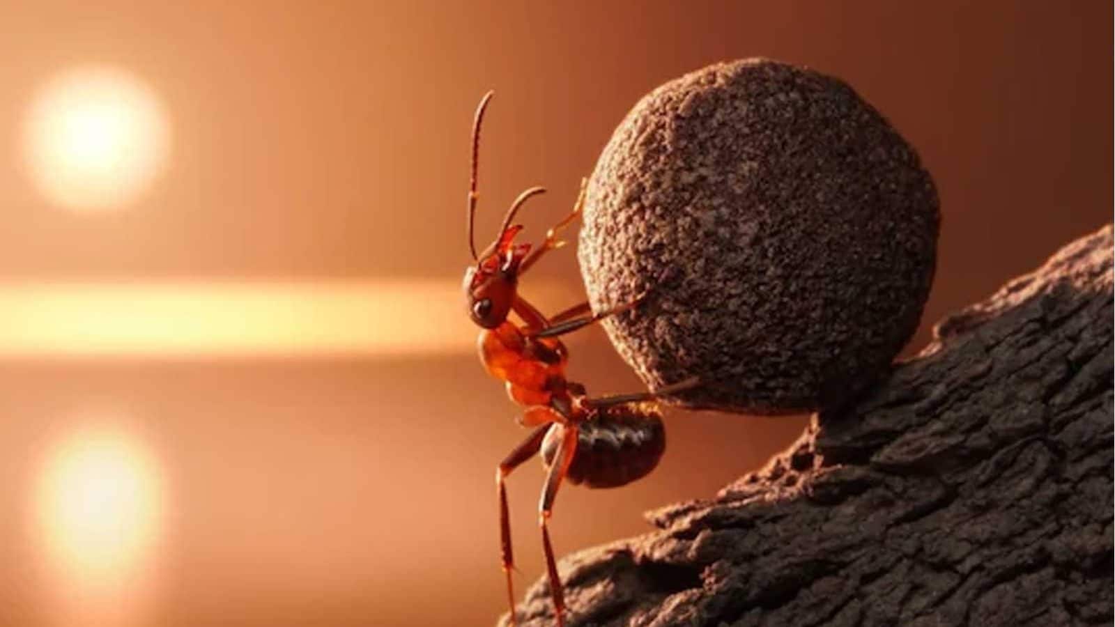 Why Is Ant s Blood Not Red Like We Humans Have The Answer Lies In This why-is-ant-s-blood-not-red-like-we-humans-have-the-answer-lies-in-this