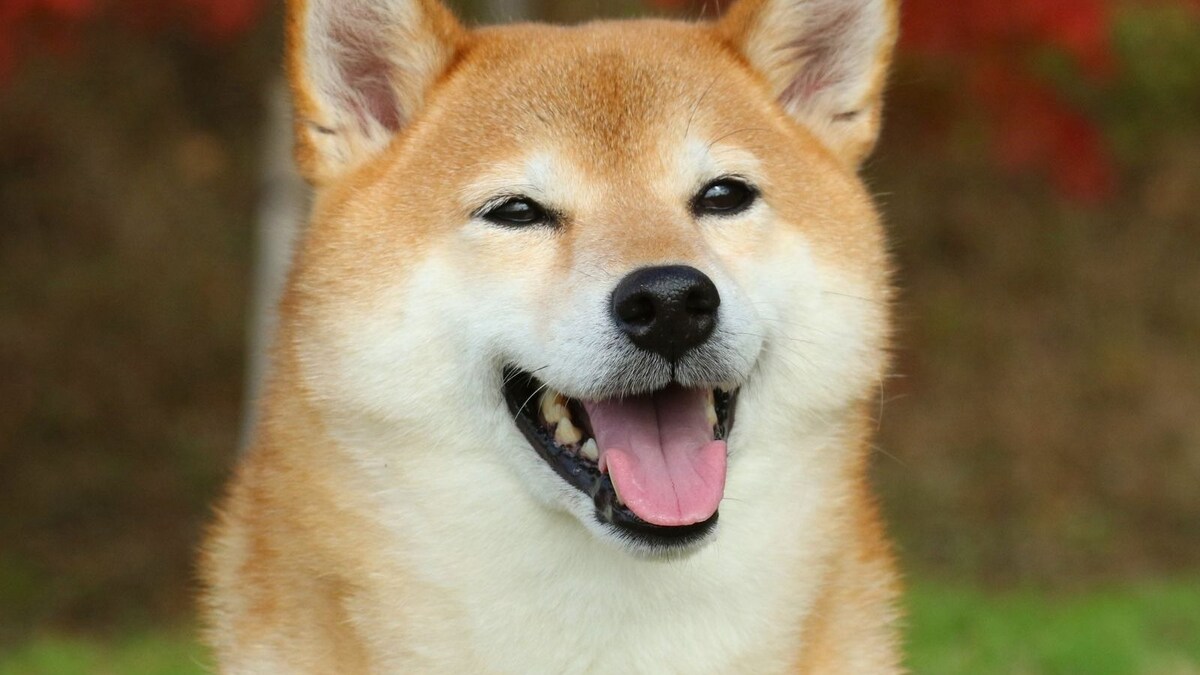 Abandoned Shiba Inu, Deng Deng, Sells for Rs 18 Lakh in Chinese Auction ...