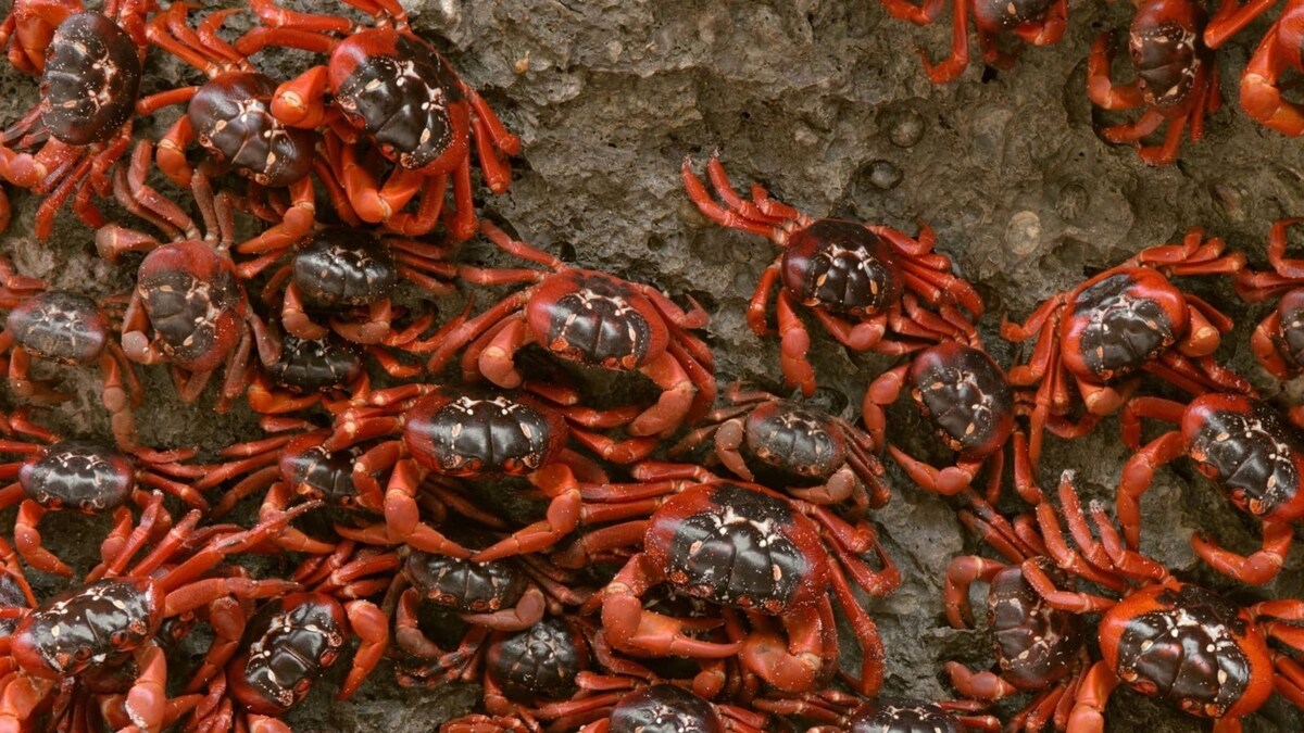 It's Merry Crabmas in Australia! Millions of Red Crabs March to Ocean ...