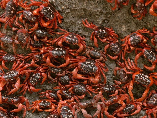 It's Merry Crabmas in Australia! Millions of Red Crabs March to Ocean ...