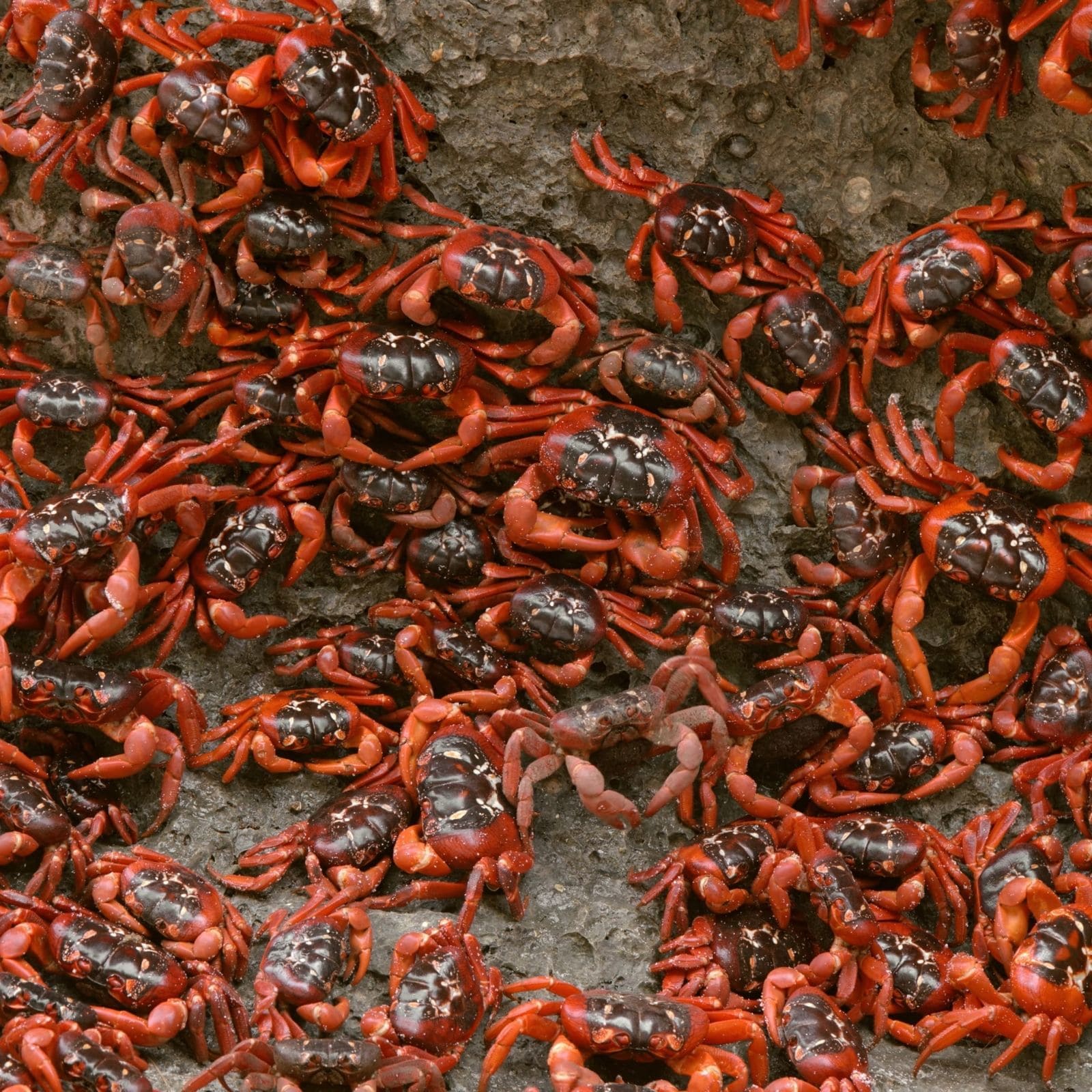 It's Merry Crabmas in Australia! Millions of Red Crabs March to