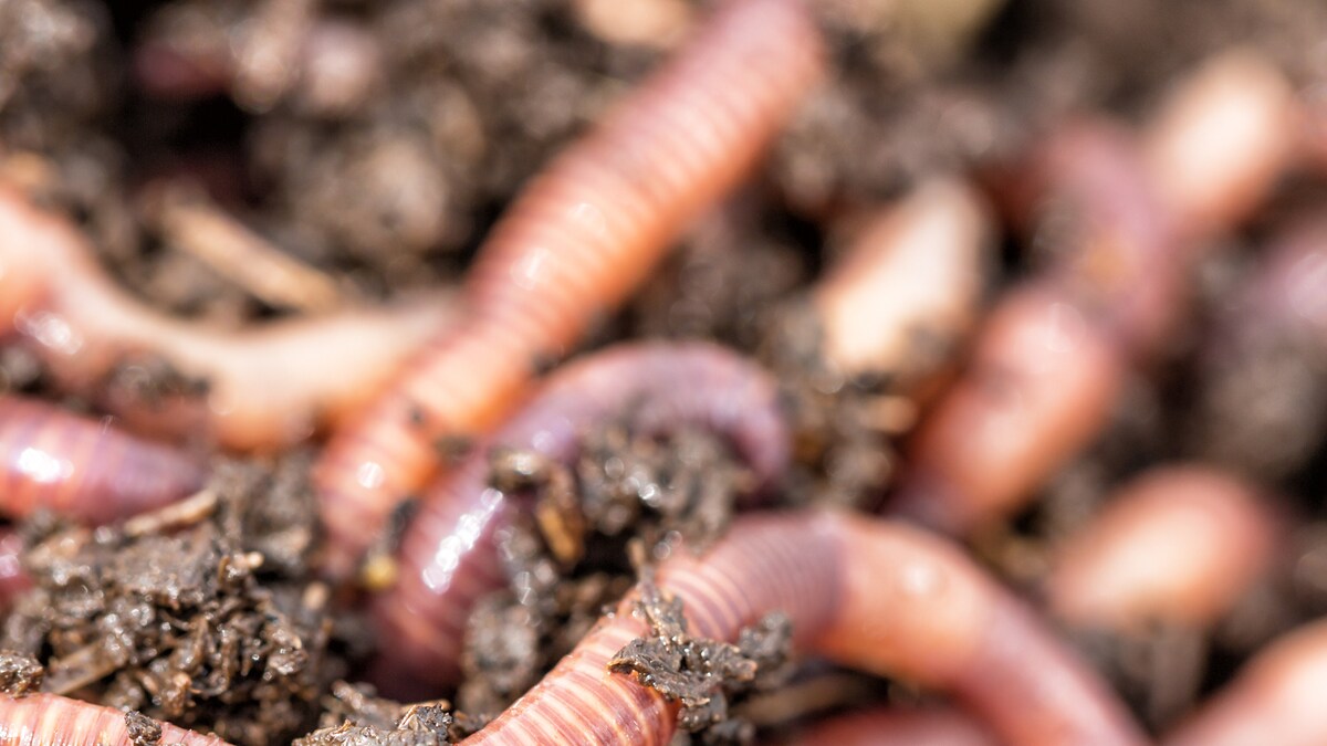 Scientists Can Now Hack the Brains of Worms to Check What They Are