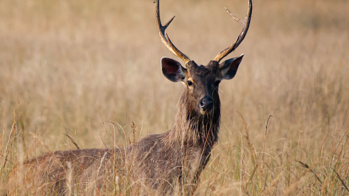 RTI Reveals 35 Deer in IIT Madras Reportedly Died in Last Six Months