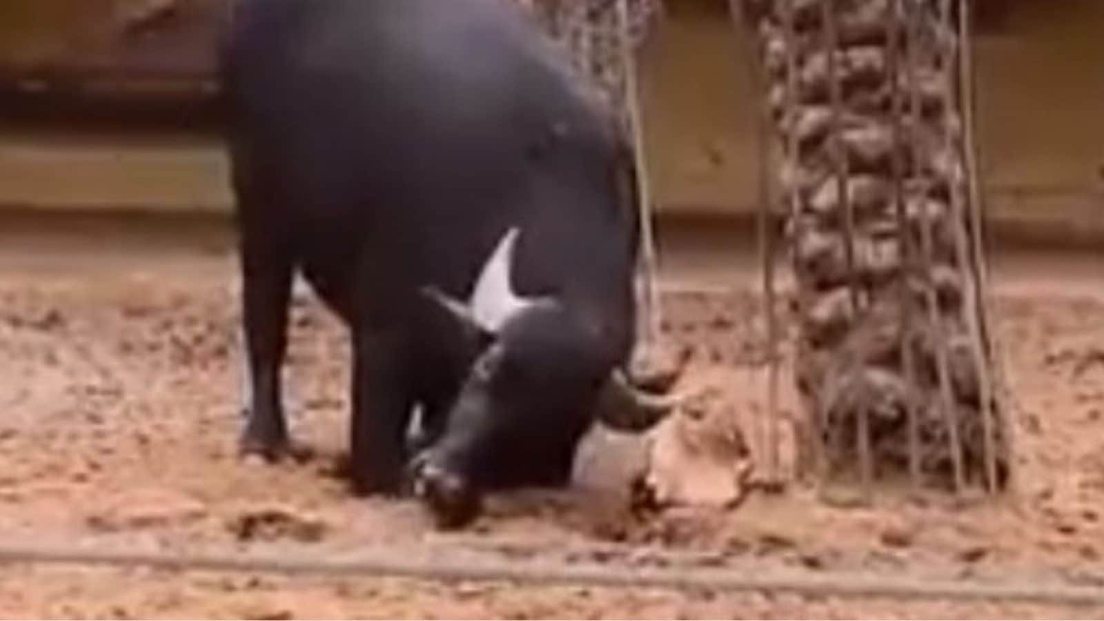 Lending a 'Horn': Beautiful Video Shows Buffalo Saving a Tortoise by ...