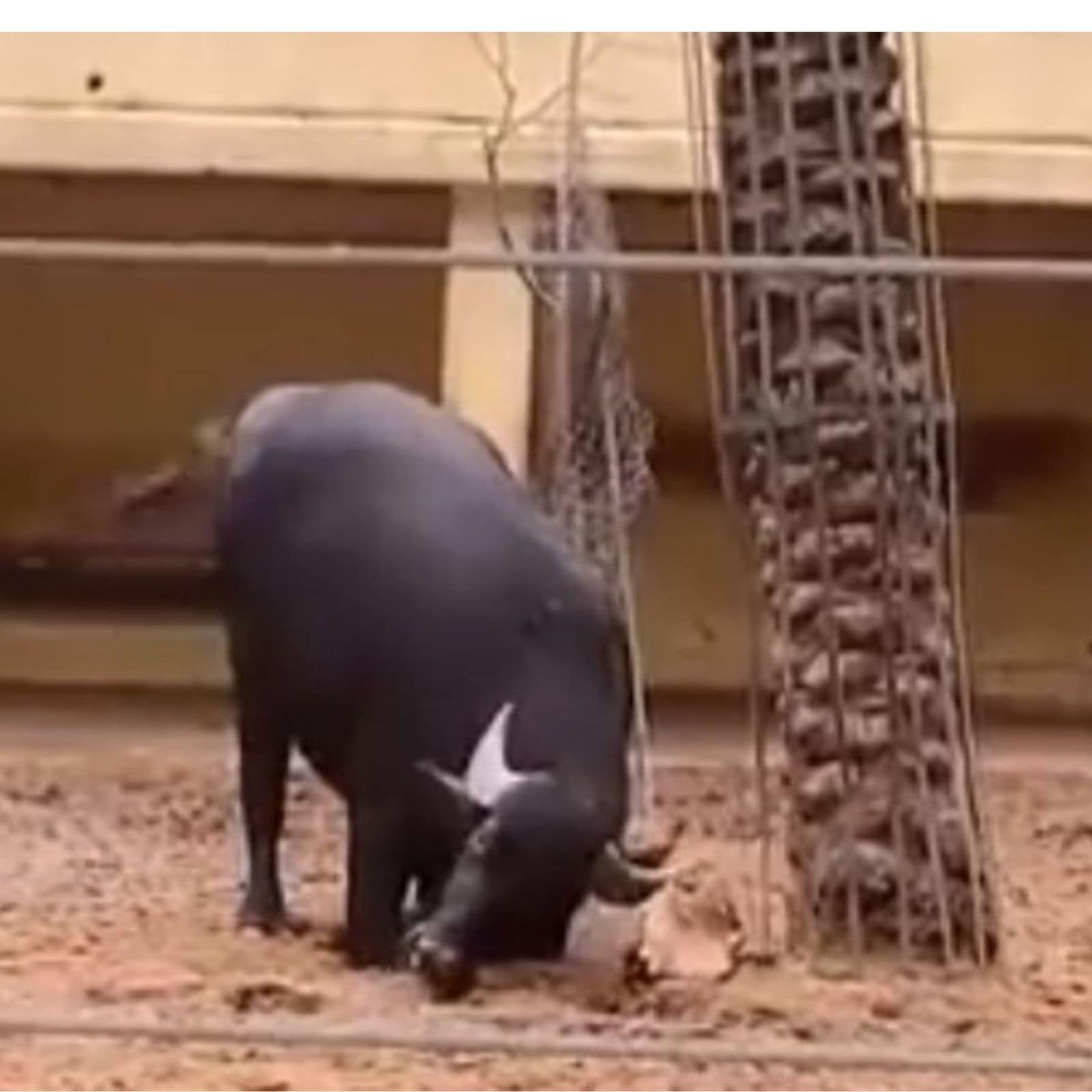 Lending a &#39;Horn&#39;: Beautiful Video Shows Buffalo Saving a Tortoise by  Flipping it Over