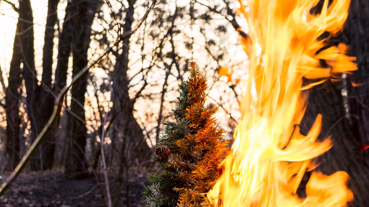 US Man Charged With Arson for Burning Down Christmas Tree Outside TV
