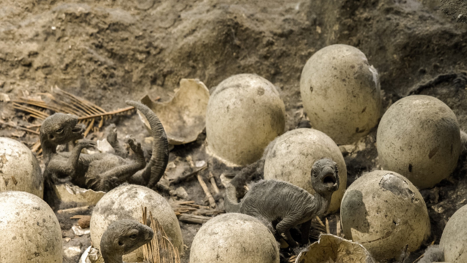 Dinosaur Egg Found in Madhya Pradesh May be the Missing Link Between ...