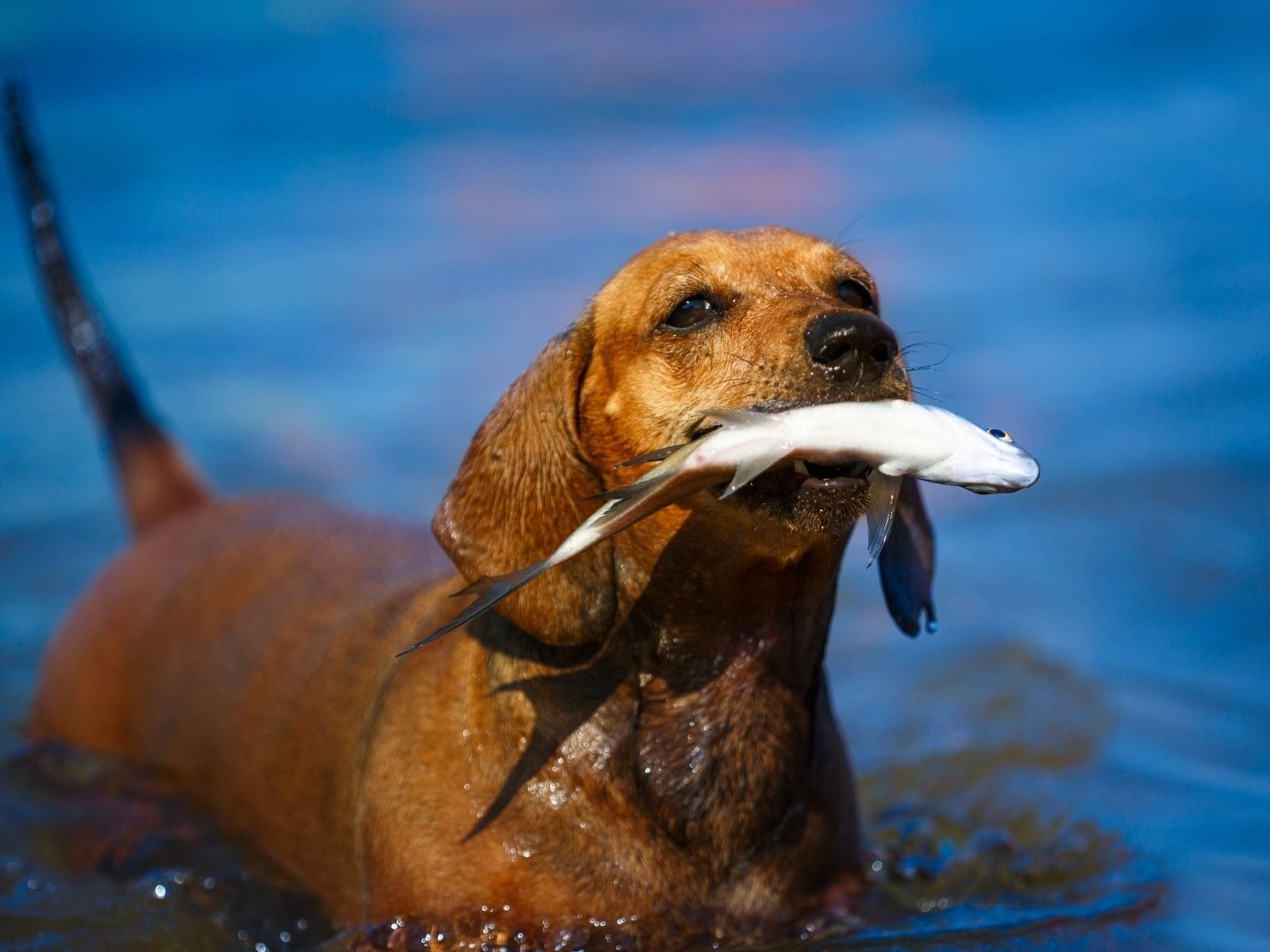 can worms be transmitted from dogs to humans