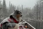 dog-on-boat-16391327963x2.png?impolicy=website&width=150&height=100