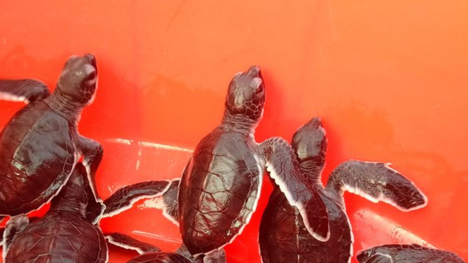 Pakistani Wildlife Team Cradles Green Female Turtles Babies From Beach
