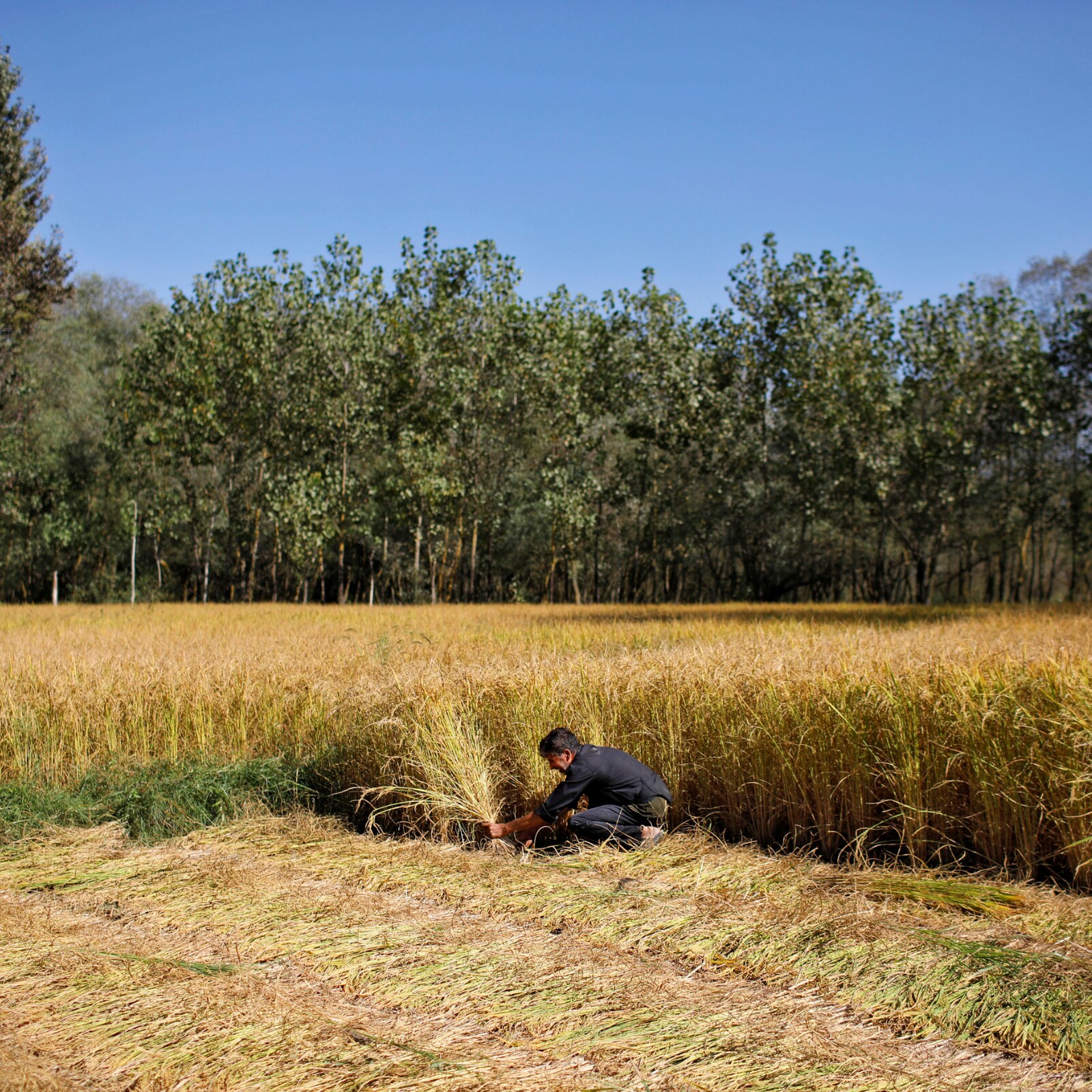 4 Ways In Which 5G Can Bring Revolution In The Farming Sector