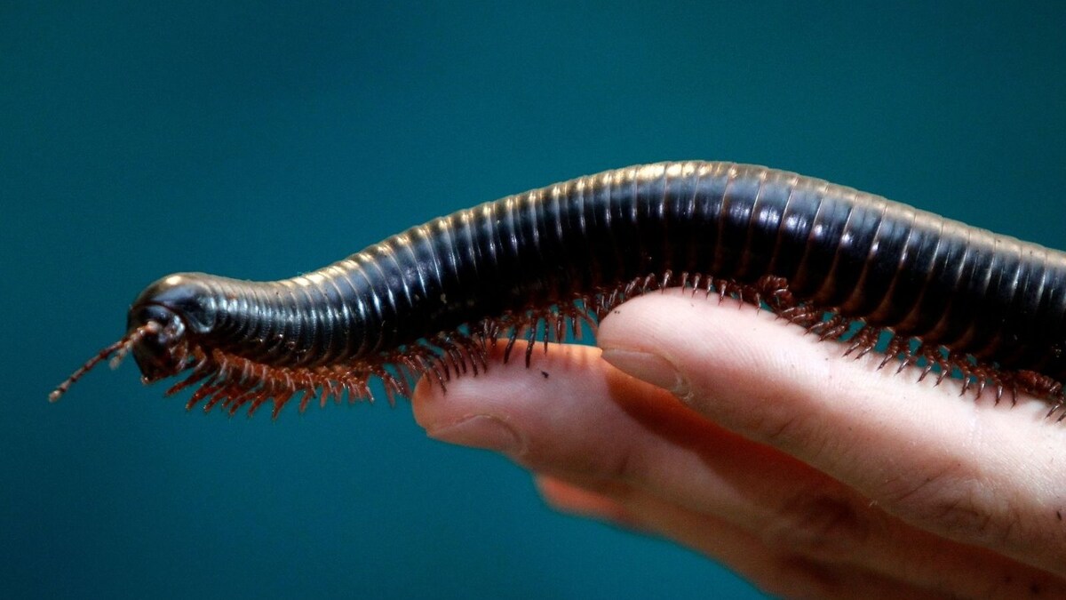 'Marvel of Evolution': Scientists Discover First 'True' Millipede With ...
