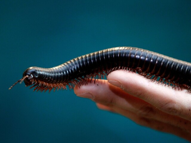 The milipede species lives in complete darkness in a subterranean habitat loaded with iron and volcanic rocks. (Image for representational purpose/REUTERS)