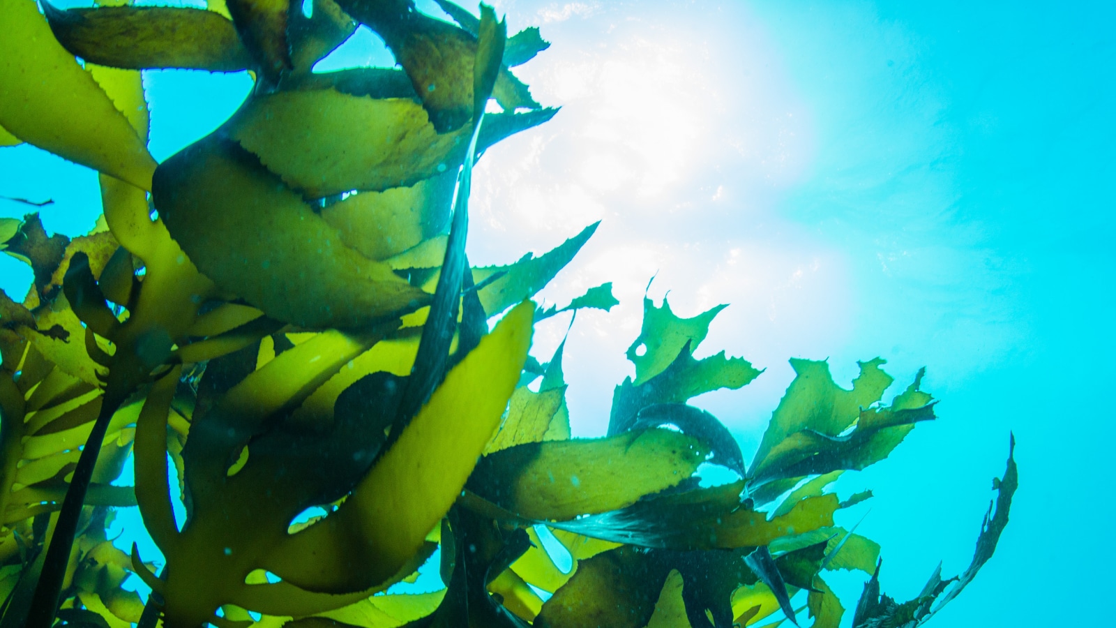 New Method to Harvest Electric Current from Seaweed Developed by ...