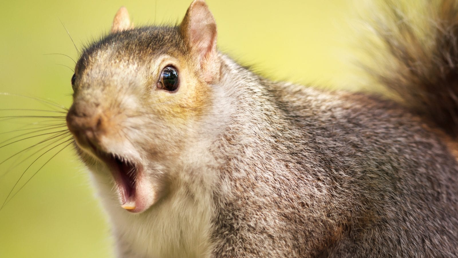 Squirrel Goes on Rampage for Two Days in UK, Bites 18 Persons | Buzz ...