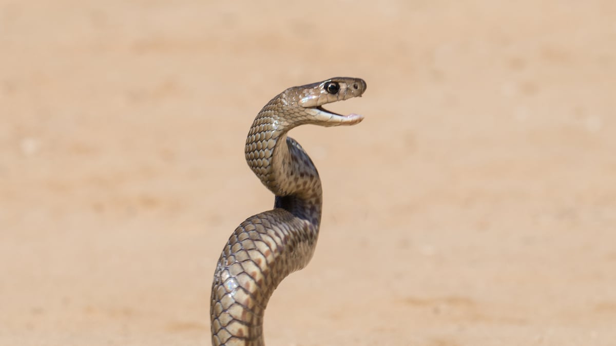 Malaysian Man Gets Bitten by Python on His Buttocks Inside Toilet