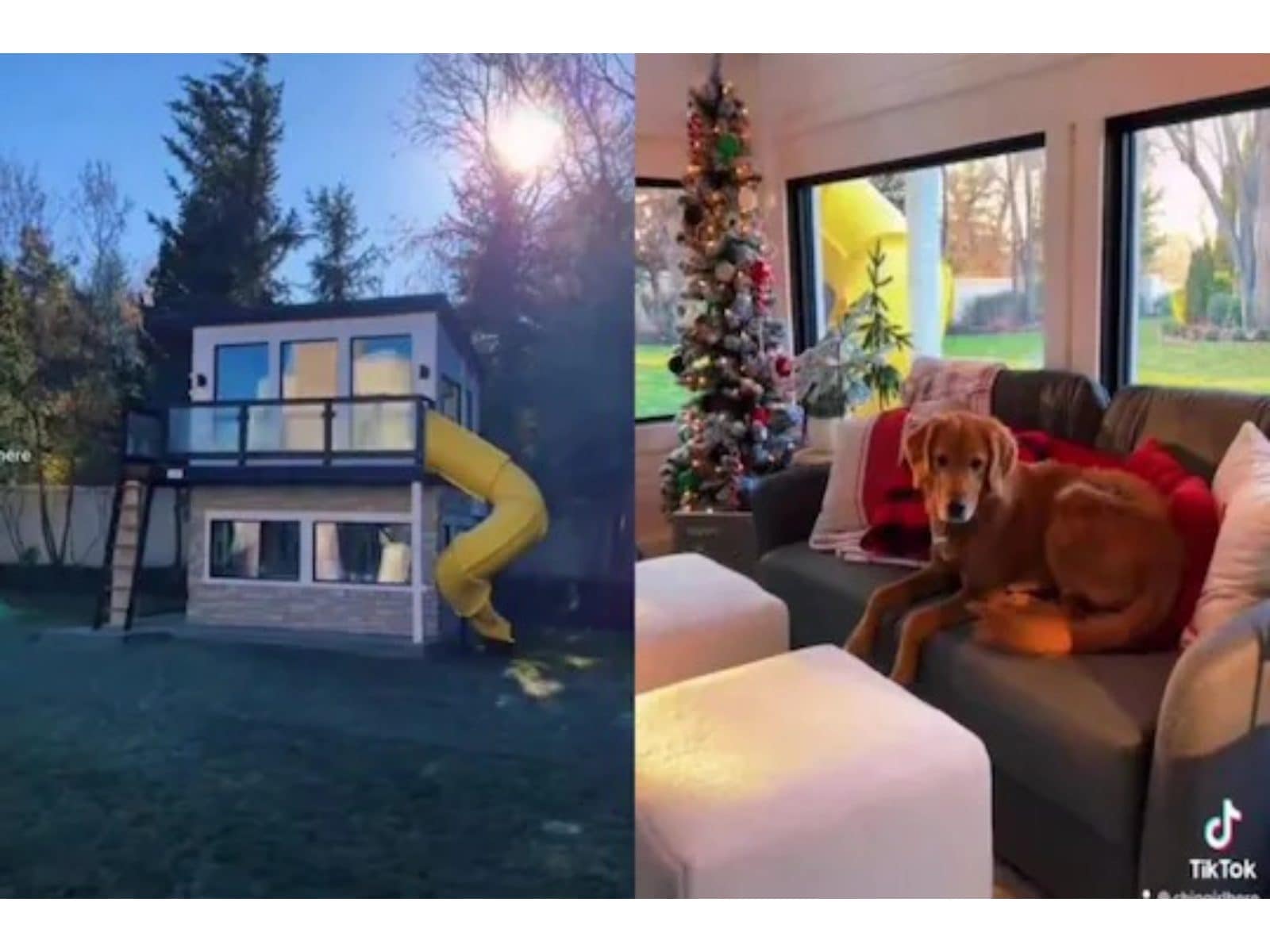 Video: Couple Gets 2-Story House For Their Golden Retriever; Personal TV, Fridge  Inside