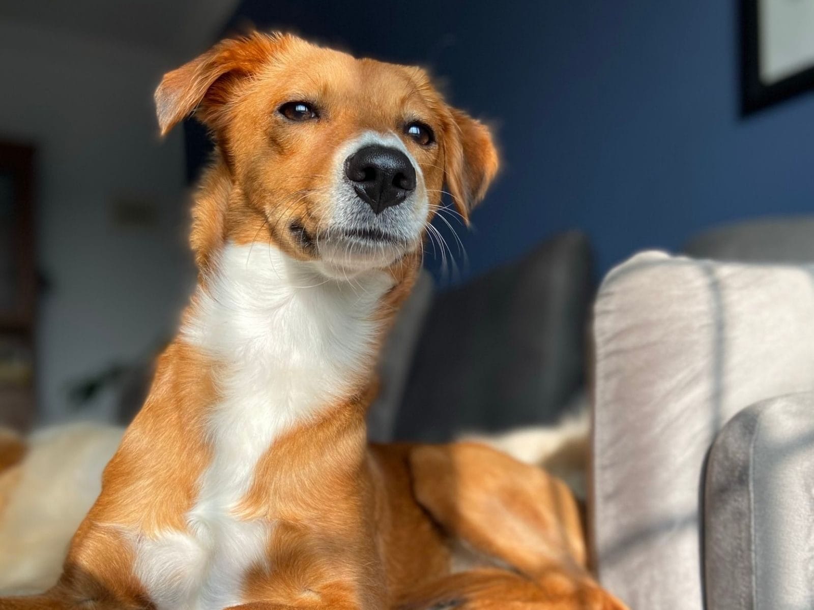 This Twitter Thread on Adorable Indie Dogs Will Make You Smile News18
