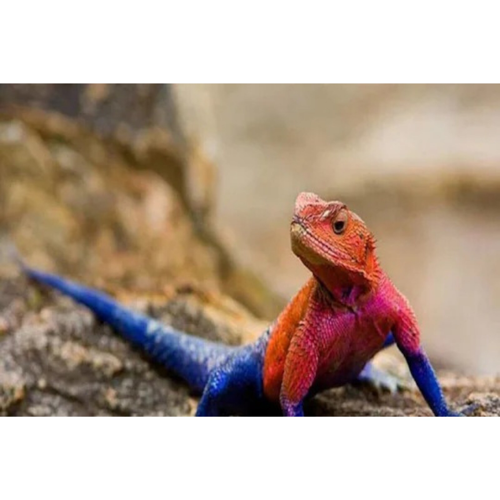 Picture of Chameleon in the Form of Spiderman Goes Viral, People Can't Stop  Laughing
