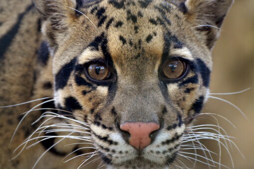 Clouded Leopard Spotted in Nagaland Mountains For The First Time - News18