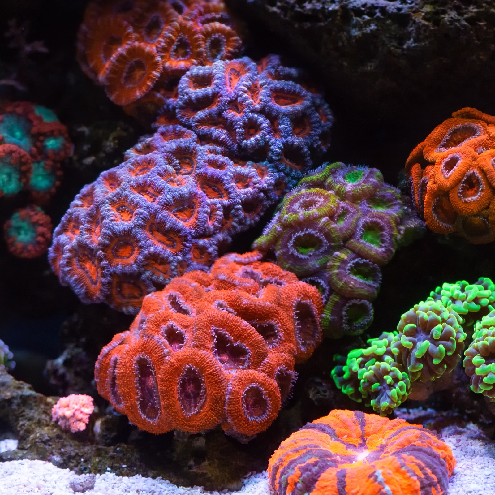 Work of Art': Rare Pristine Coral Reef Discovered in Tahiti | Buzz