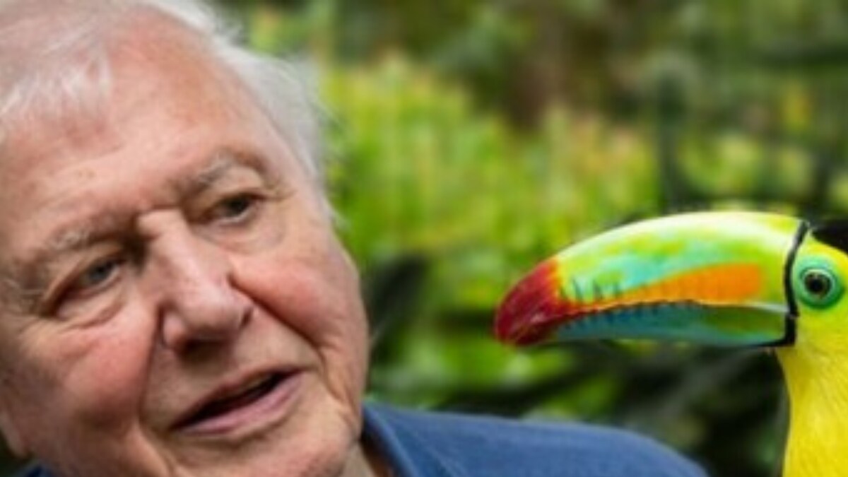 Sir David Attenborough Injured By Cactus With 'Glass-like Spines' While ...