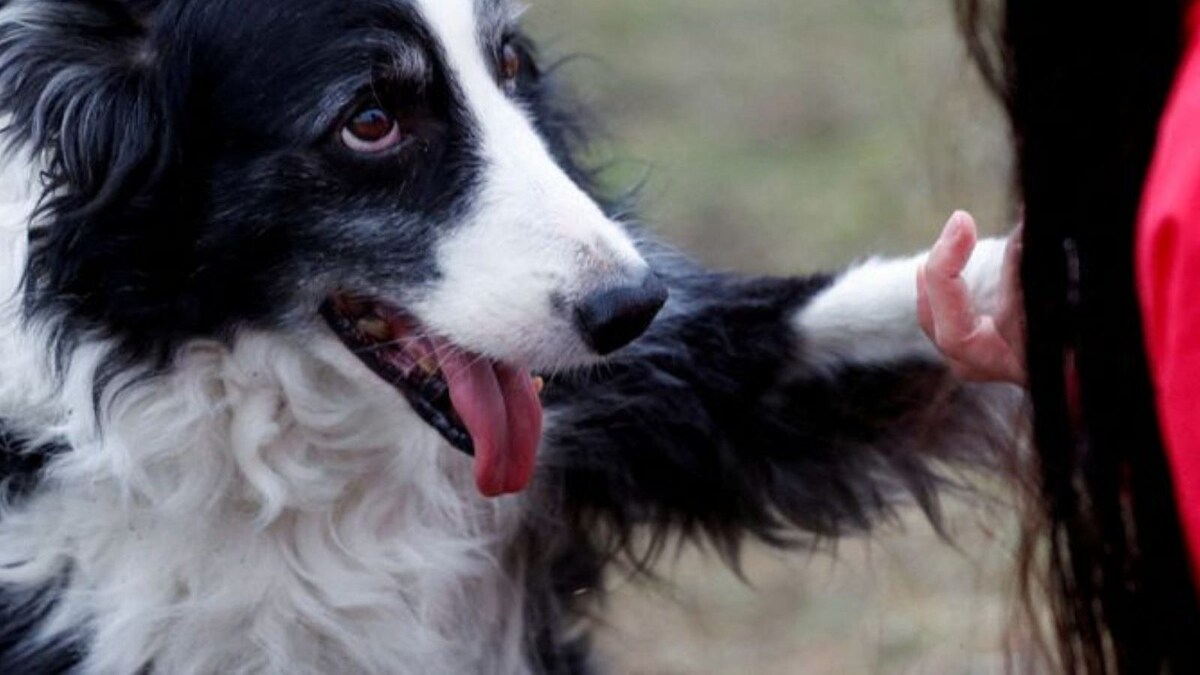Dogs Can Understand When You Speak Different Languages, New Study