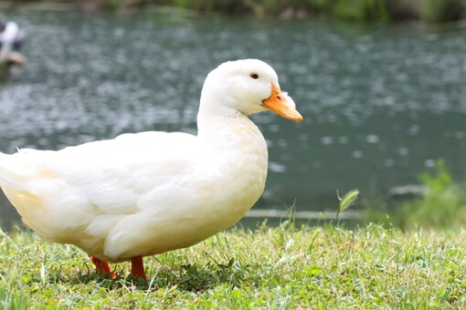 US Couple Sells Cartoon Duck NFTs for Rs 90 Lakh in 6 Hours to Save ...