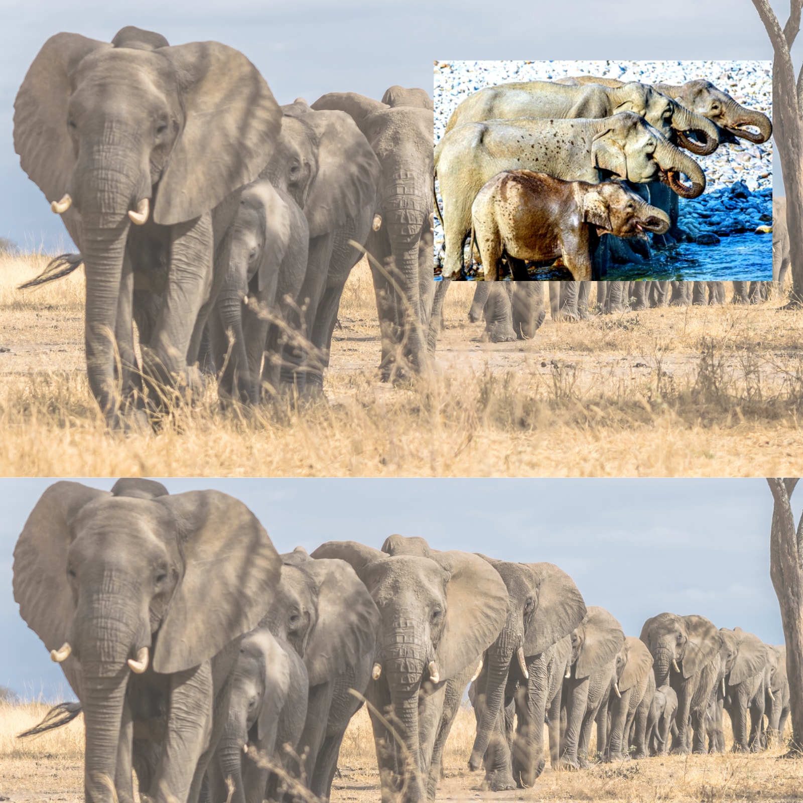 How Many Elephants Do You See in this Pic? IFS Officer's Question Leaves Twitter Confused How Many Elephants Do You See in this Pic? IFS Officer's Question Leaves Twitter Confused