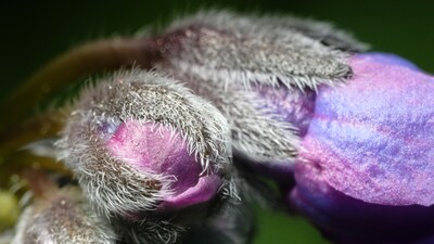 Earliest Known Flower Bud Fossil From Jurassic Era Discovered in China ...