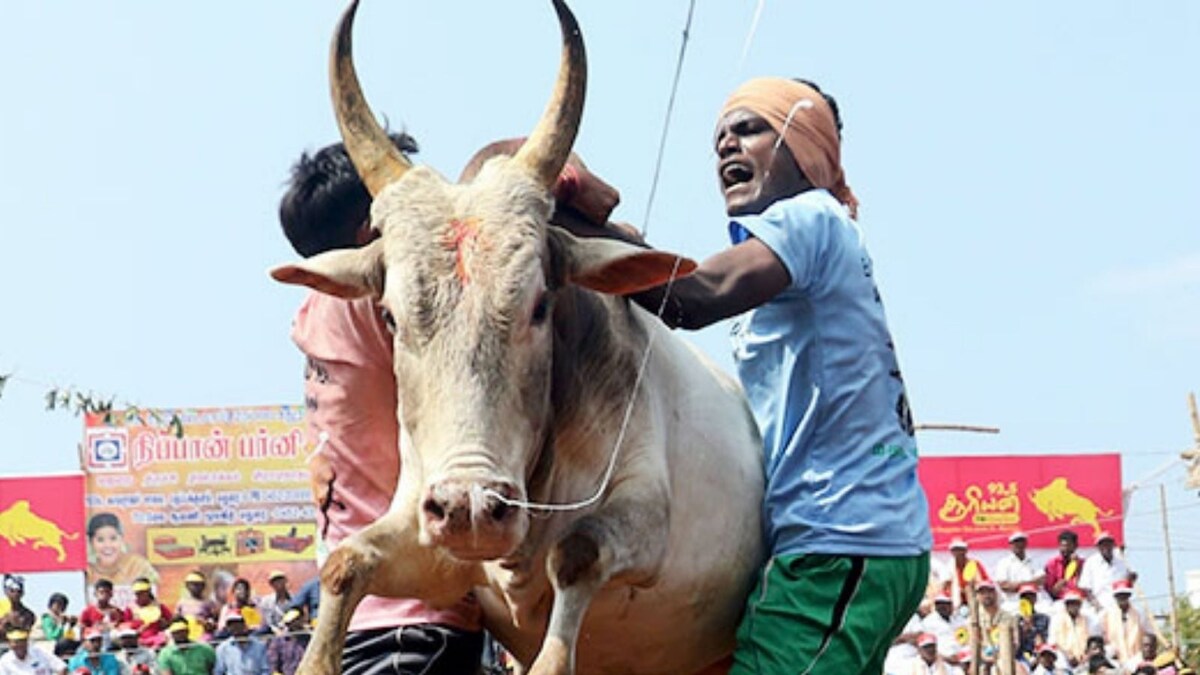 'Jallikattu' Turns Spotlight on Madurai, Teenage Spectator Gored by Raging Bull