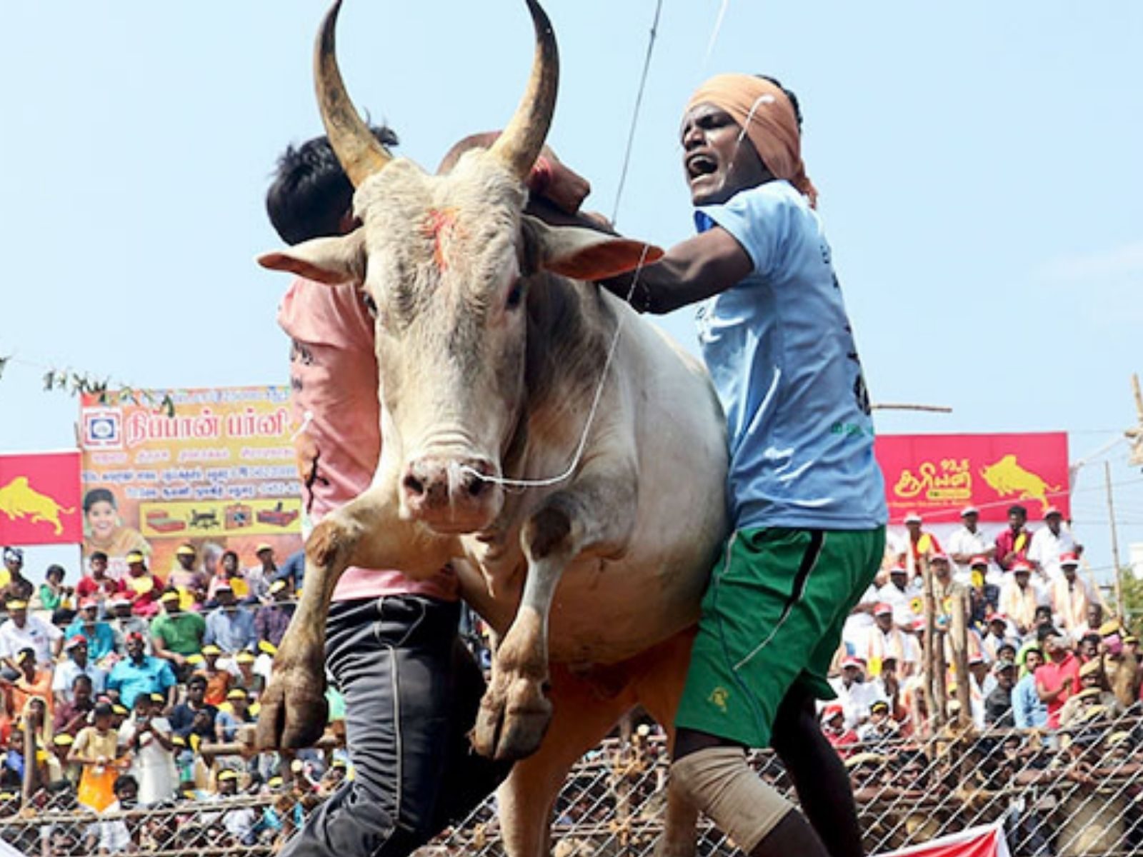 The Ugly Side Of The Traditional Tamil Sport Jallikattu